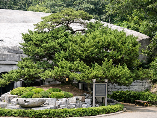 보문사 향나무, 느티나무, 은행나무